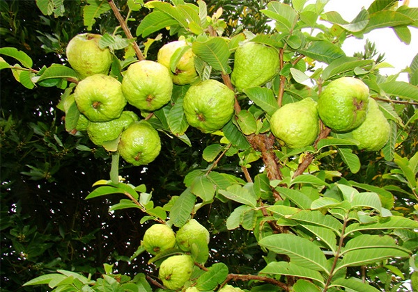 Cách phòng trừ 9 loại bệnh thường gặp ở ổi